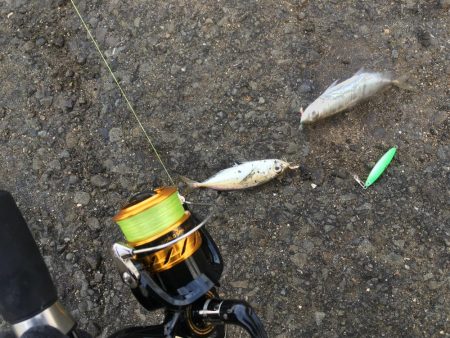 飲ませでスズキ72cm